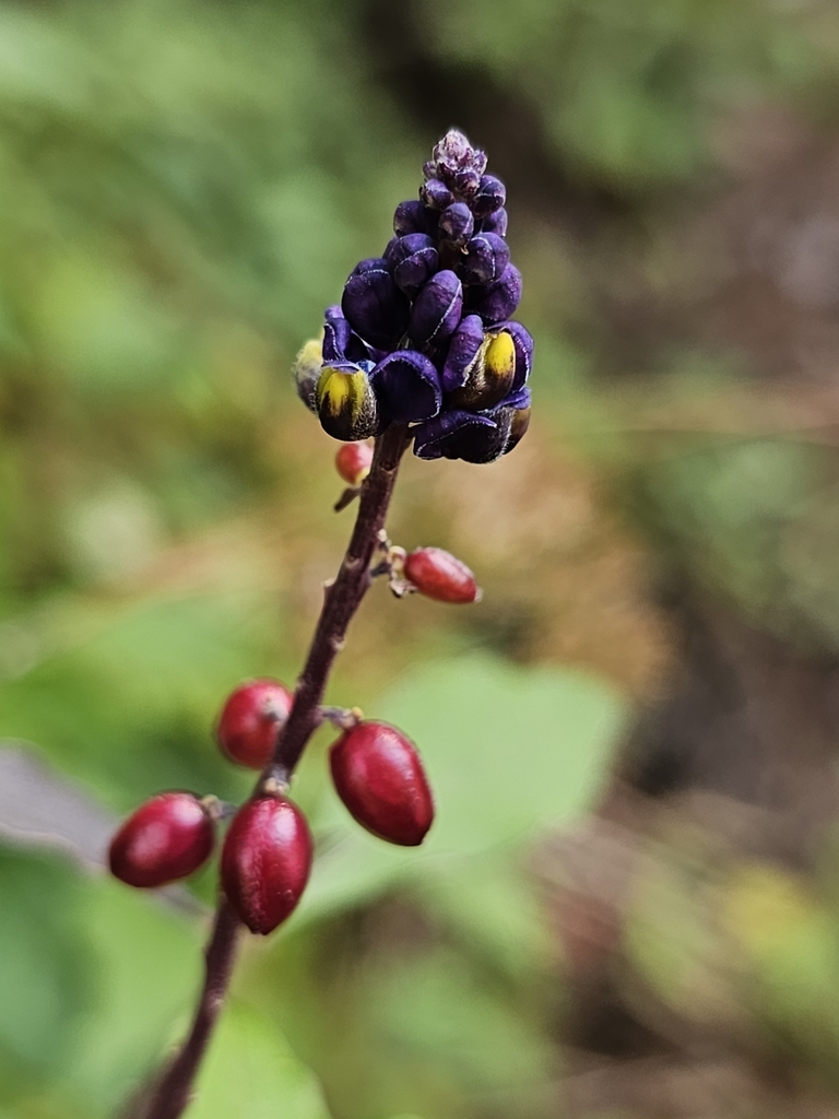 Monnina xalapensis (Monnina xalapensis)