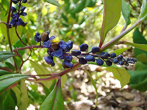 Monnina xalapensis: Ranging from southern Mexico to Panama. UC Berkeley Botanical Gardens. In context at www.dixpix.ca/meso_america/Flora/mixed/index.html
