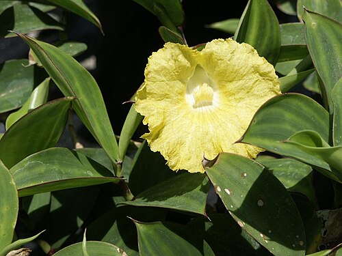 Monocostus uniflorus: Fairchild Tropical Botanic Garden, Miami, FL