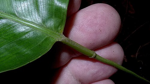 Monotagma plurispicatum: Monotagma plurispicatum (Körn.) K. Schum.