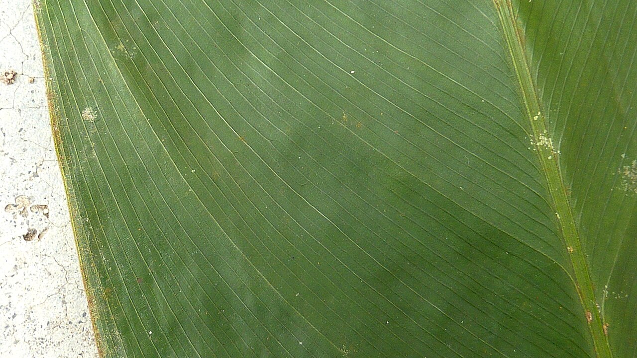 Monotagma plurispicatum: Monotagma plurispicatum (Körn.) K.Schum.