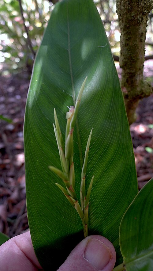 Monotagma plurispicatum: Monotagma plurispicatum (Körn.) K. Schum.