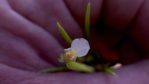 Monotagma plurispicatum: Monotagma plurispicatum (Körn.) K. Schum.