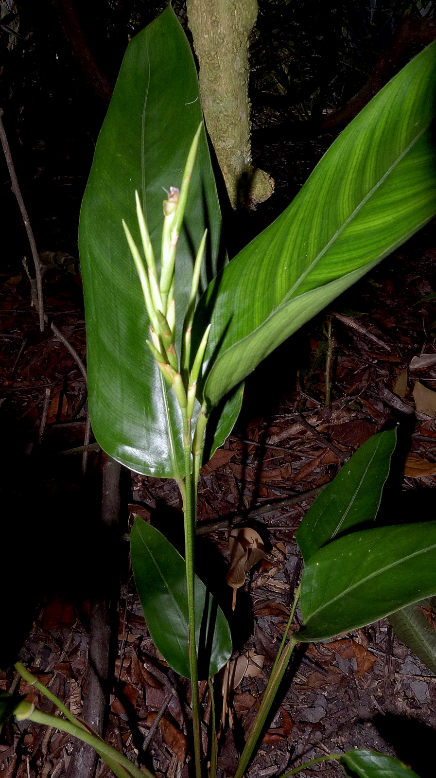 Monotagma plurispicatum: Monotagma plurispicatum (Körn.) K. Schum.