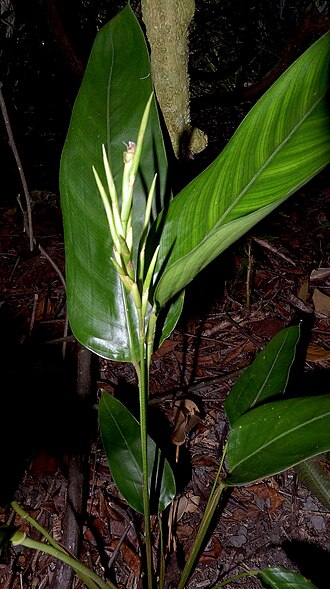 Monotagma plurispicatum: Monotagma plurispicatum (Körn.) K. Schum.