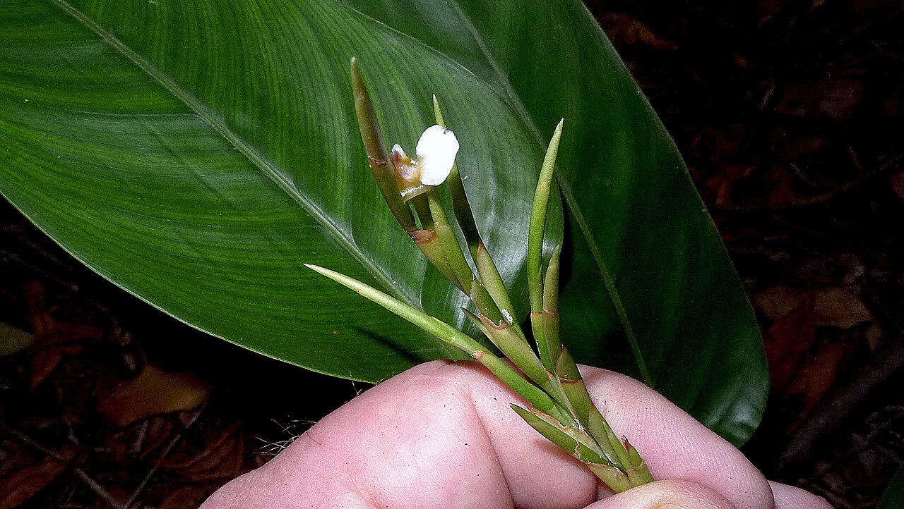 Monotagma plurispicatum: Monotagma plurispicatum (Körn.) K. Schum.