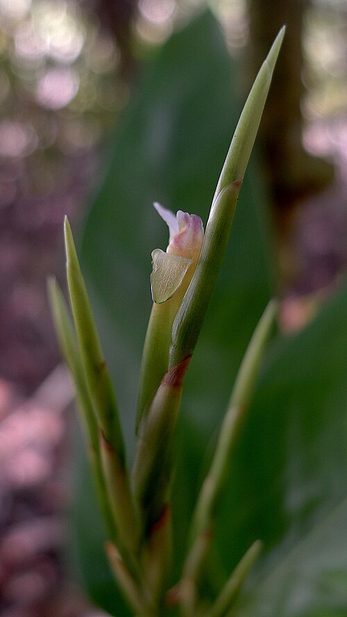 Monotagma plurispicatum: Monotagma plurispicatum (Körn.) K. Schum.
