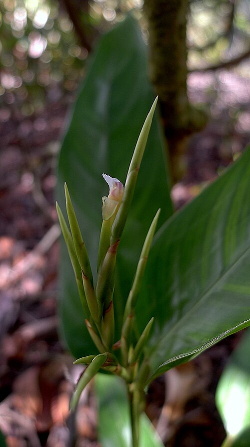 Monotagma plurispicatum: Monotagma plurispicatum (Körn.) K. Schum.