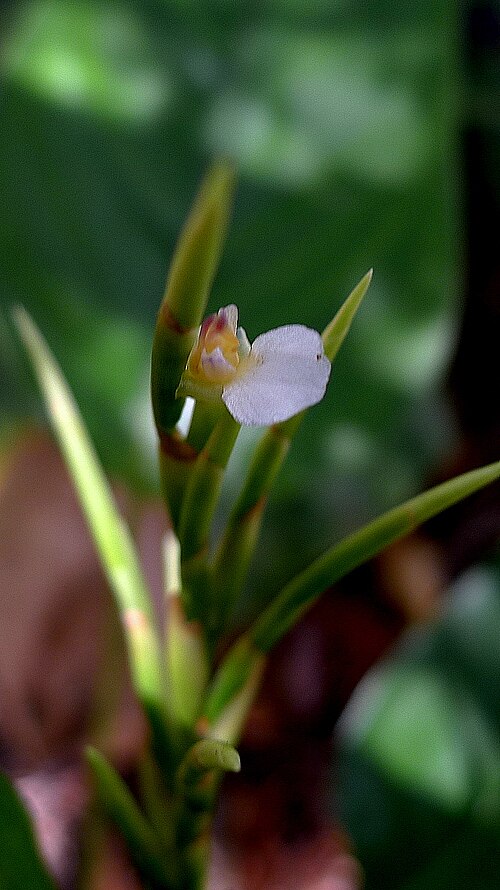 Monotagma plurispicatum: Monotagma plurispicatum (Körn.) K. Schum.