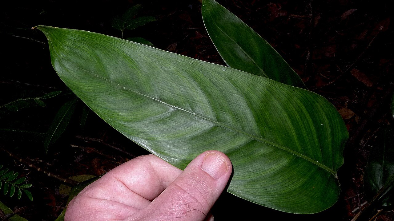 Monotagma plurispicatum: Monotagma plurispicatum (Körn.) K. Schum.