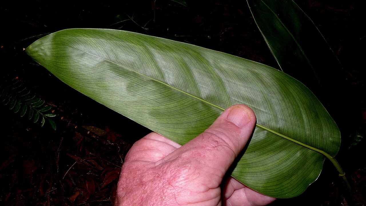 Monotagma plurispicatum: Monotagma plurispicatum (Körn.) K. Schum.