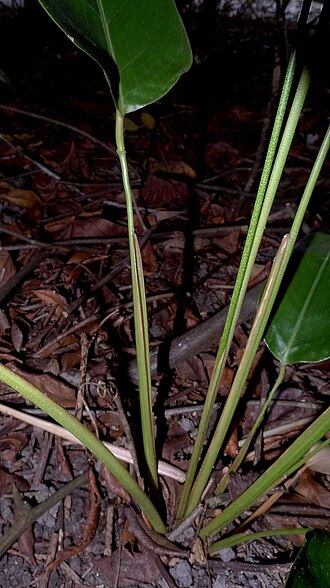 Monotagma plurispicatum: Monotagma plurispicatum (Körn.) K. Schum.