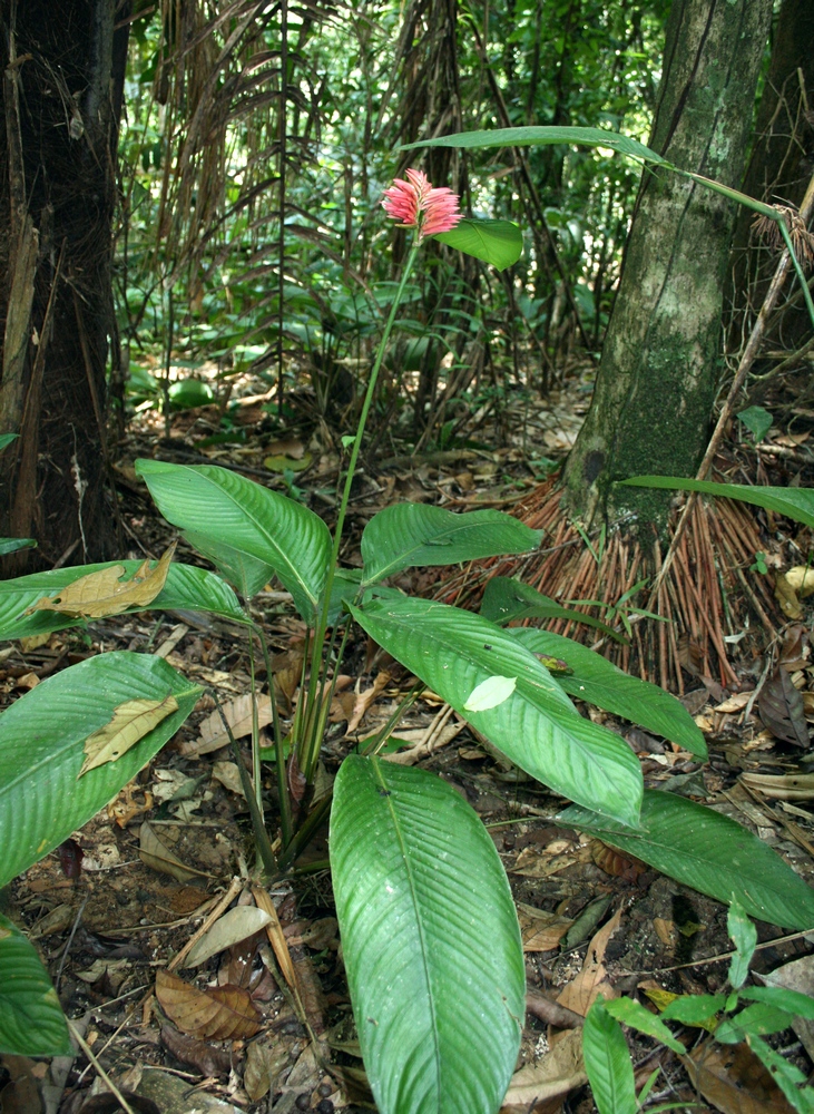 Monotagma secundum: Monotagma secundum, Rio Tabaro, Venezuela
