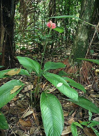 Monotagma secundum: Monotagma secundum, Rio Tabaro, Venezuela