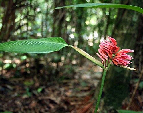 Monotagma secundum: Flowering Monotagma secundum, Rio Tabaro, Venezuela