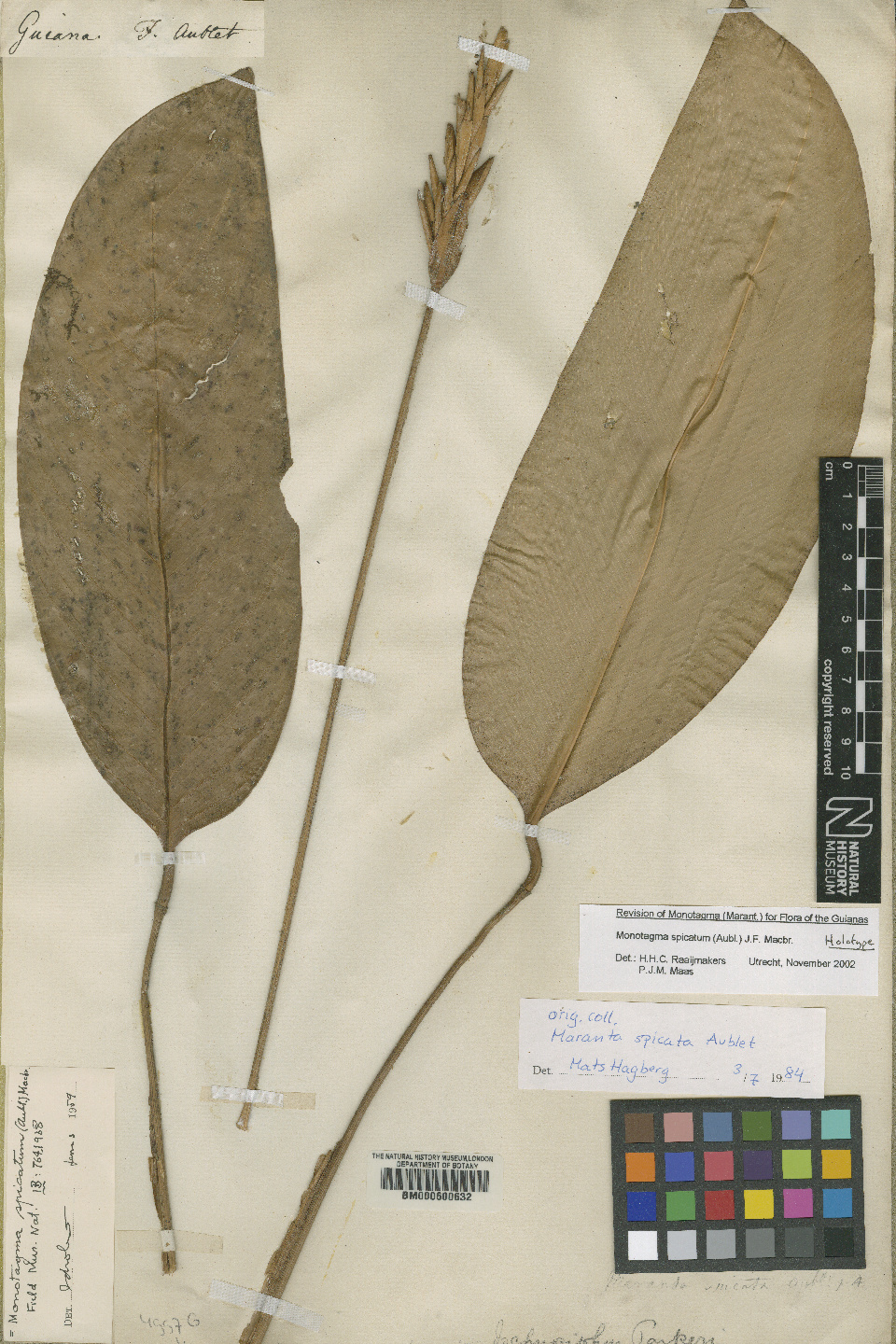 Monotagma spicatum: Maranta spicata Aubl. (= Monotagma spicatum (Aubl.) J.F.Macbr. ) - herbier collecté par Aublet en Guyane, conservé au British Museum BM000600632