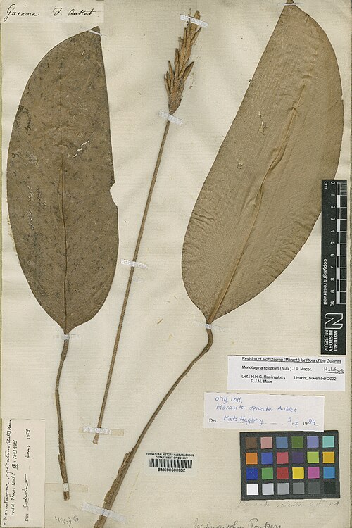 Monotagma spicatum: Maranta spicata Aubl. (= Monotagma spicatum (Aubl.) J.F.Macbr. ) - herbier collecté par Aublet en Guyane, conservé au British Museum BM000600632