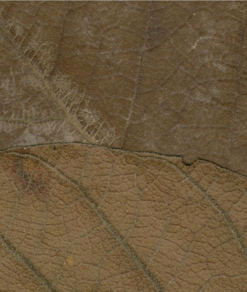 Monotes adenophyllus: Photograph of Isotype of Monotes adenophyllus at Herbarium of the University of Coimbra, Portugal (COI). Specimen COI00077048. http://coicatalogue.uc.pt/specime