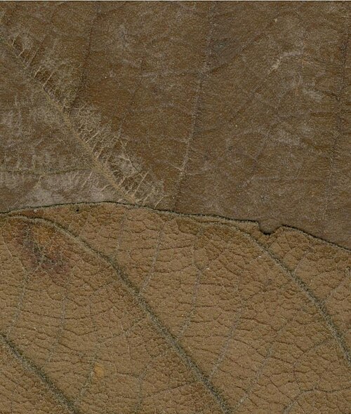 Monotes adenophyllus: Photograph of Isotype of Monotes adenophyllus at Herbarium of the University of Coimbra, Portugal (COI). Specimen COI00077048. http://coicatalogue.uc.pt/specime
