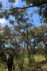 Monotes engleri (Monotes engleri)