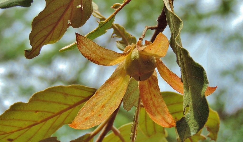 Monotes engleri (Monotes engleri)