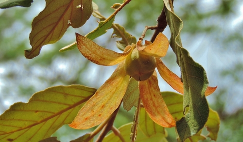 Monotes engleri (Monotes engleri)