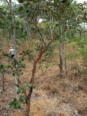 Monotes engleri (Monotes engleri)