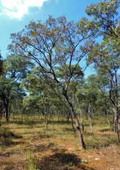 Monotes glaber (Monotes glaber)
