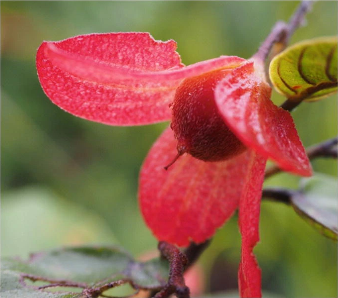 Monotes gossweileri: Monotes gossweileri De Wild. , collected during recent fieldwork in central and eastern Angola as part of the National Geographic Okavango Wilderness Project