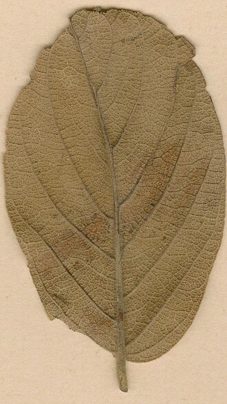 Monotes gossweileri: Photograph of Isotype of Monotes gossweileri at Herbarium of the University of Coimbra, Portugal (COI). Specimen COI00077047. http://coicatalogue.uc.pt/specimen