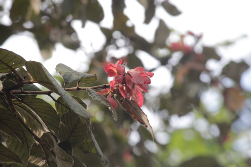 Monotes katangensis (Monotes katangensis)