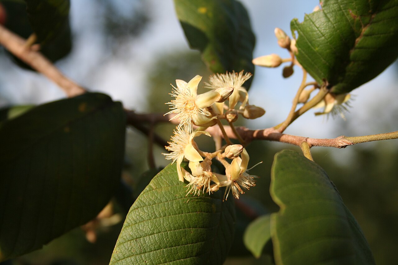 Monotes kerstingii: Monotes kerstingii in the Papatia Botanical Garden, N Benin