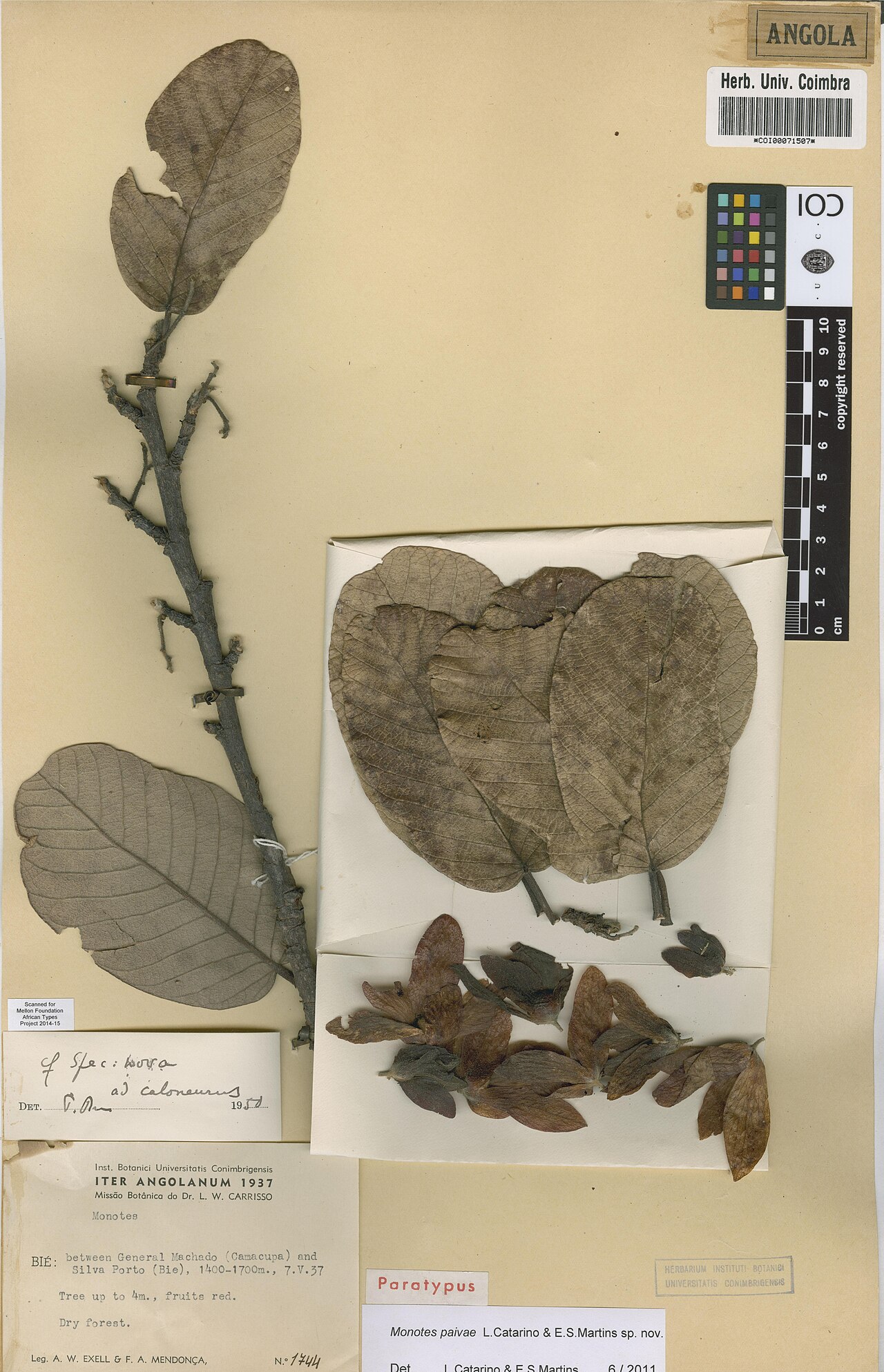 Monotes paivae: Photograph of Paratype of Monotes paivae at Herbarium of the University of Coimbra, Portugal (COI). Specimen COI00071507. http://coicatalogue.uc.pt/specimen/COI