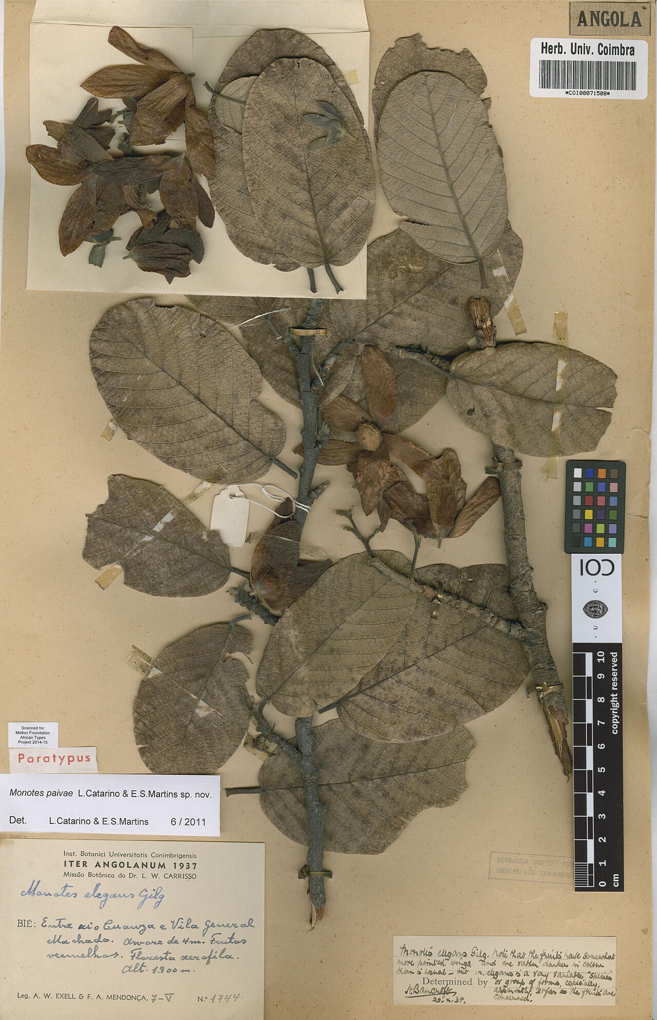 Monotes paivae: Photograph of Paratype of Monotes paivae at Herbarium of the University of Coimbra, Portugal (COI). Specimen COI00071508. http://coicatalogue.uc.pt/specimen/COI
