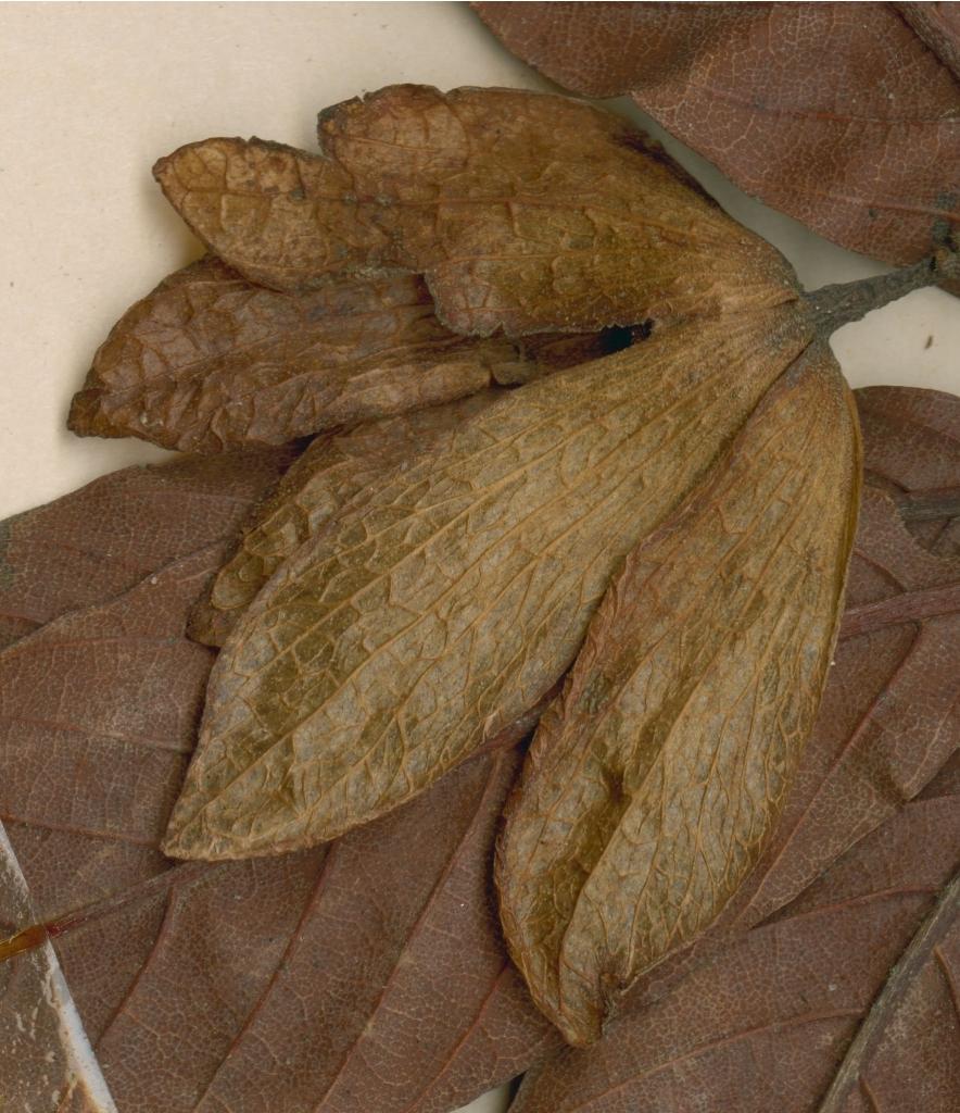 Monotes xasenguensis: Photograph of Isotype of Monotes xasenguensis at Herbarium of the University of Coimbra, Portugal (COI). Specimen COI00077051. http://coicatalogue.uc.pt/specime