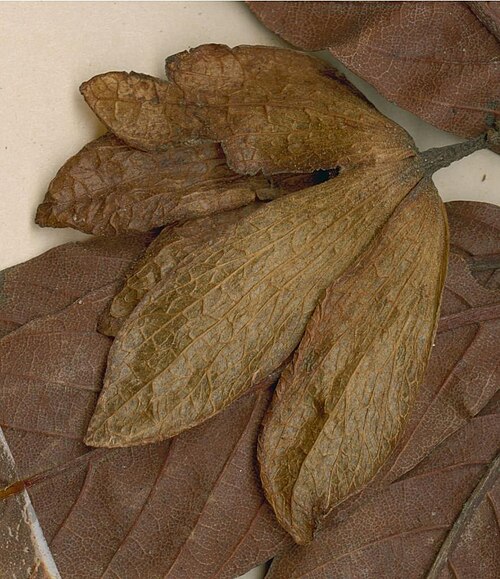 Monotes xasenguensis: Photograph of Isotype of Monotes xasenguensis at Herbarium of the University of Coimbra, Portugal (COI). Specimen COI00077051. http://coicatalogue.uc.pt/specime