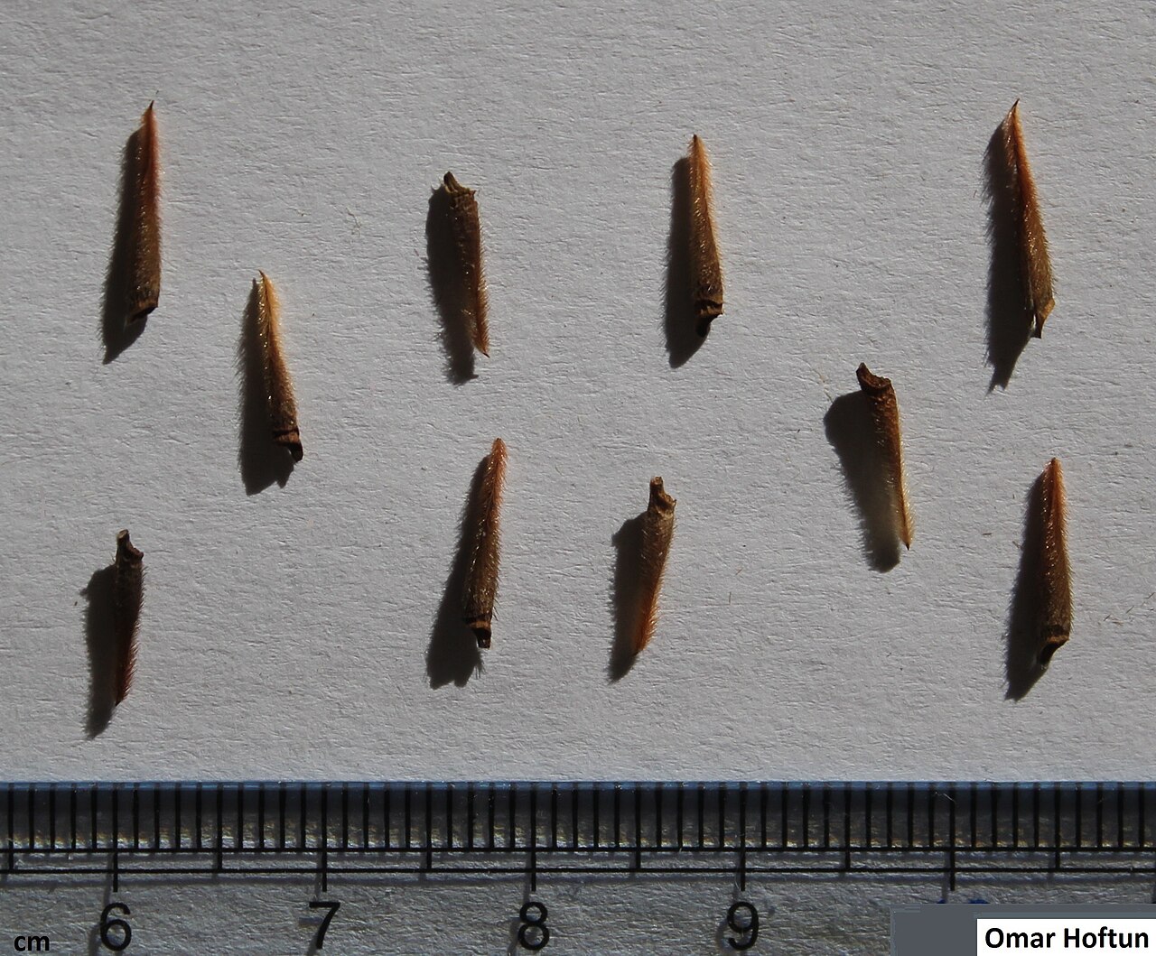 Crane's bill: Monsonia angustifolia seeds.