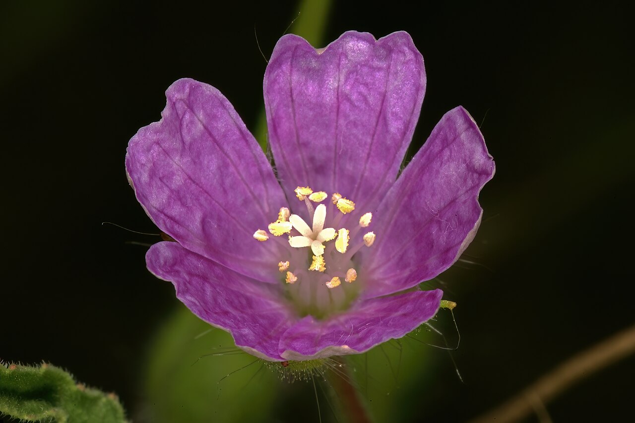 Crane's bill: Monsonia angustifolia , flower; between Polokwane and Modjadjiskloof, vicinity of Makatopong, Limpopo, South Africa