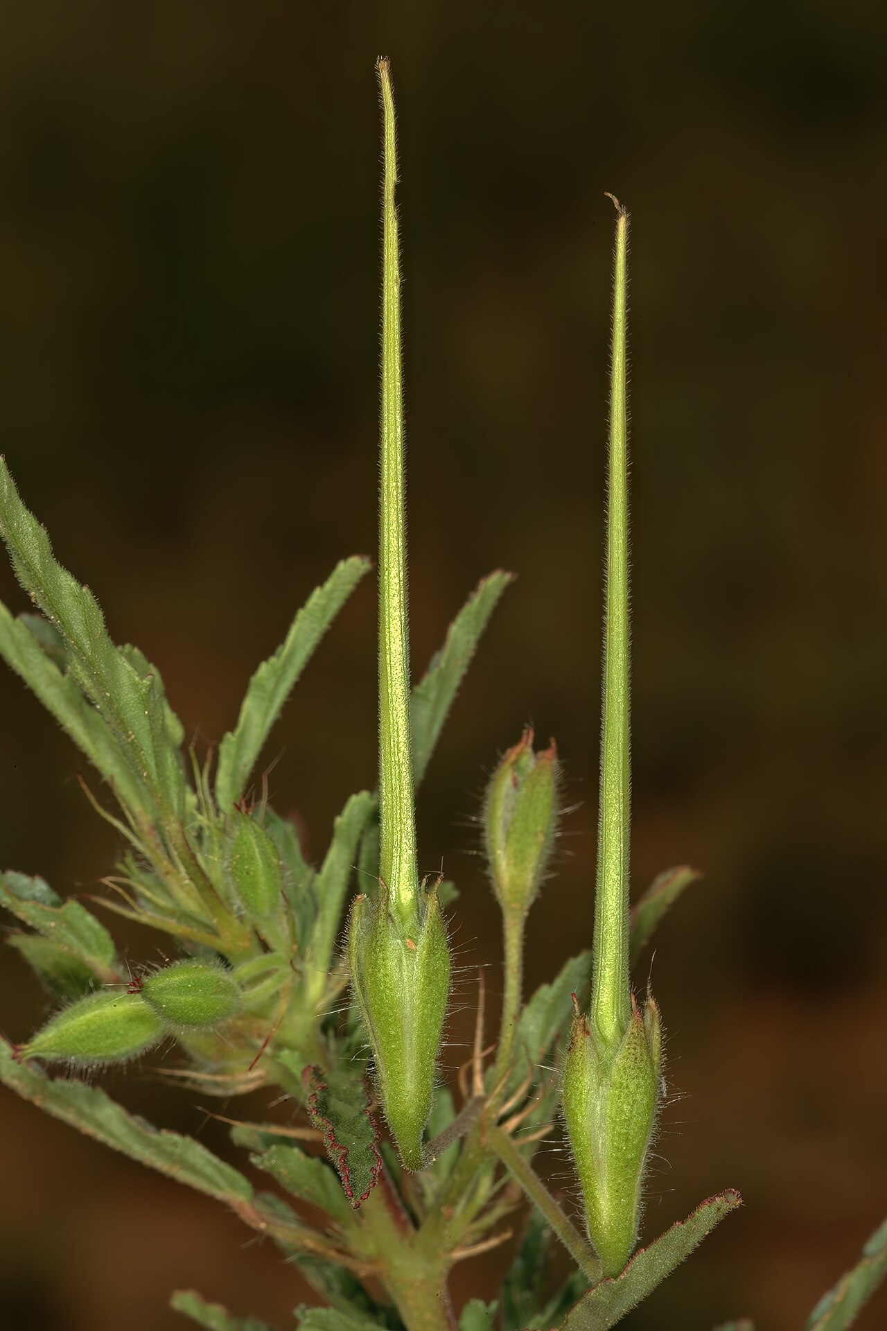Crane's bill: Monsonia angustifolia , developing fruit; in grassland, vicinity of Wolmaransstad, North West, South Africa
