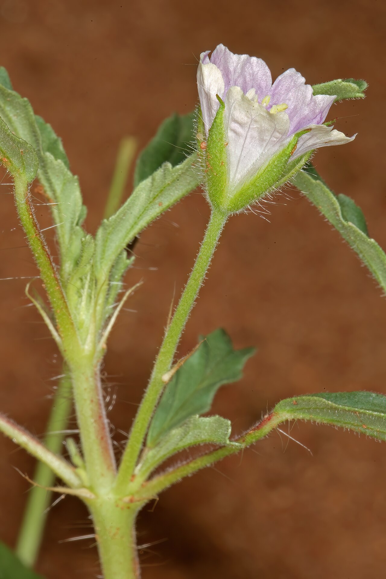 Crane's bill: Monsonia angustifolia , flower; in grassland, Pretoria National Botanical Garden (natural), Pretoria, Gauteng, South Africa