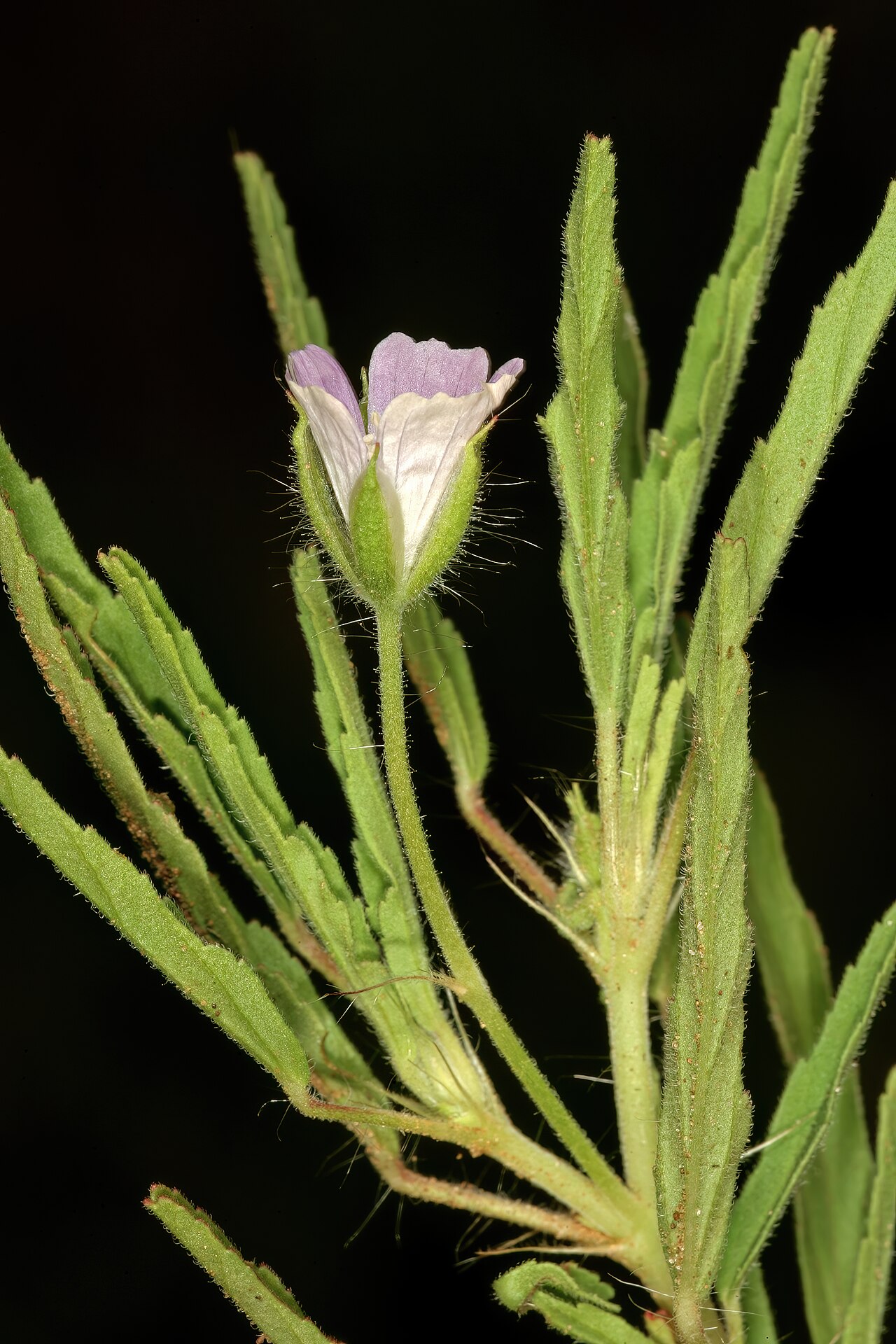 Crane's bill: Monsonia angustifolia , flower; in grassland, vicinity of Wolmaransstad, North West, South Africa
