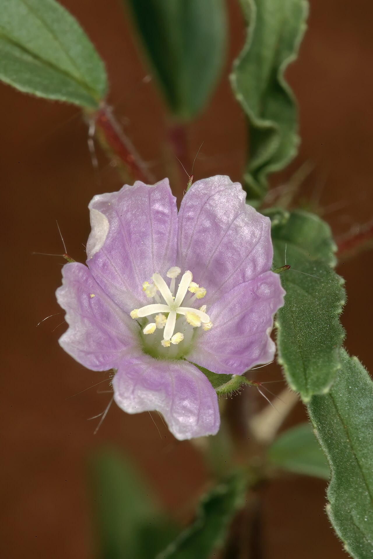 Crane's bill: Monsonia angustifolia , flower; in grassland, Pretoria National Botanical Garden (natural), Pretoria, Gauteng, South Africa