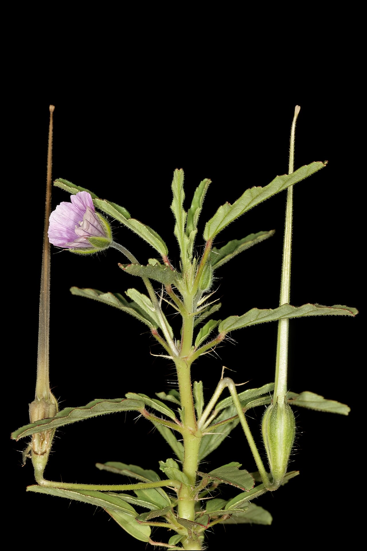 Crane's bill: Monsonia angustofolia , flower and developing fruit; Bobbejaansberg Nature Reserve, Cullinan, Gauteng, South Africa