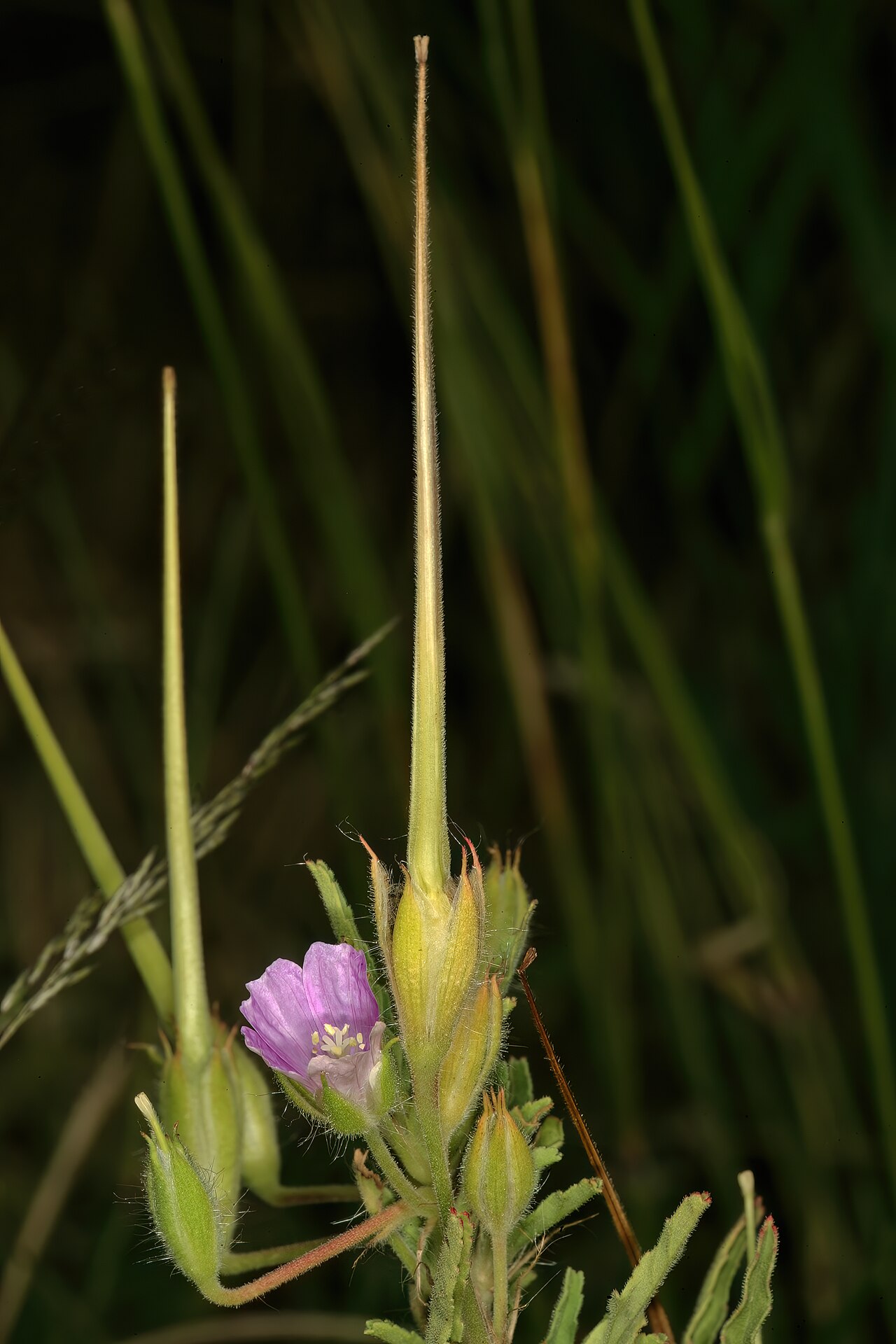 Crane's bill: Monsonia angustifolia , flower and developing fruit; between Polokwane and Modjadjiskloof, vicinity of Makatopong, Limpopo, South Africa