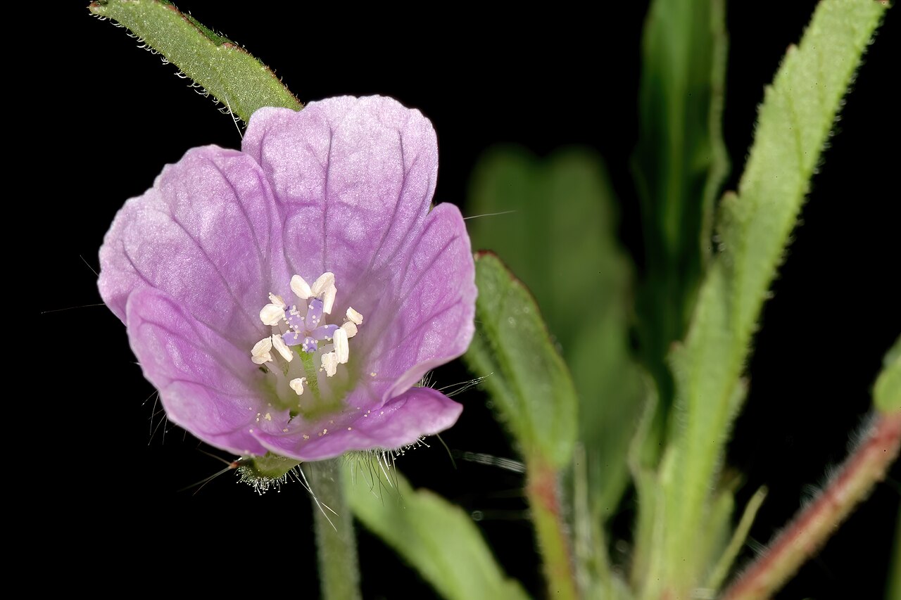 Crane's bill: Monsonia angustofolia , flower; Bobbejaansberg Nature Reserve, Cullinan, Gauteng, South Africa