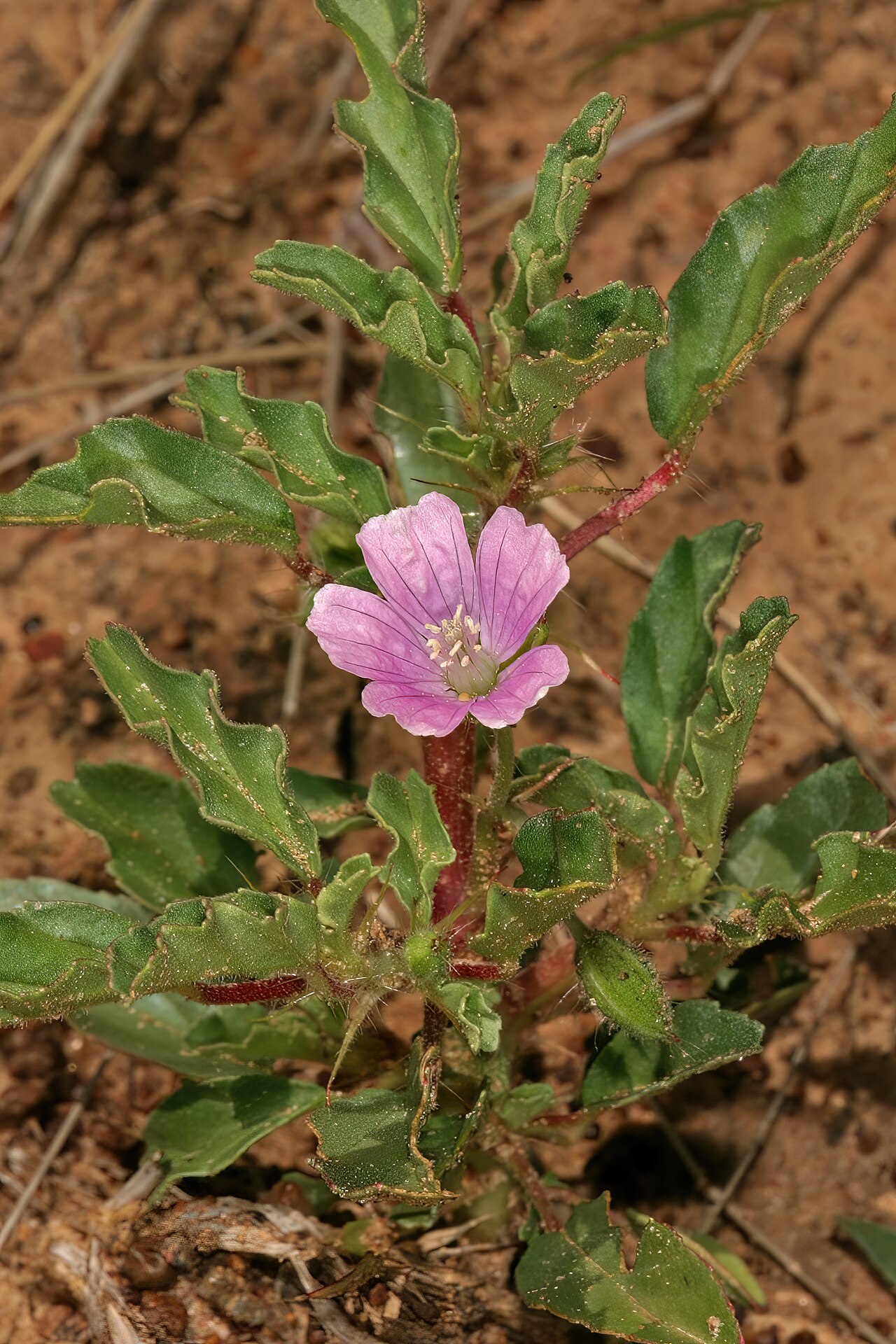 Crane's bill: Monsonia angustifolia , plant in flower; in grassland, vicinity of Wolmaransstad, North West, South Africa