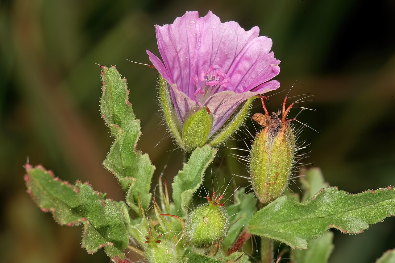 Crane's bill: Monsonia angustifolia , flower; in grassland, Pretoria National Botanical Garden (natural), Pretoria, Gauteng, South Africa