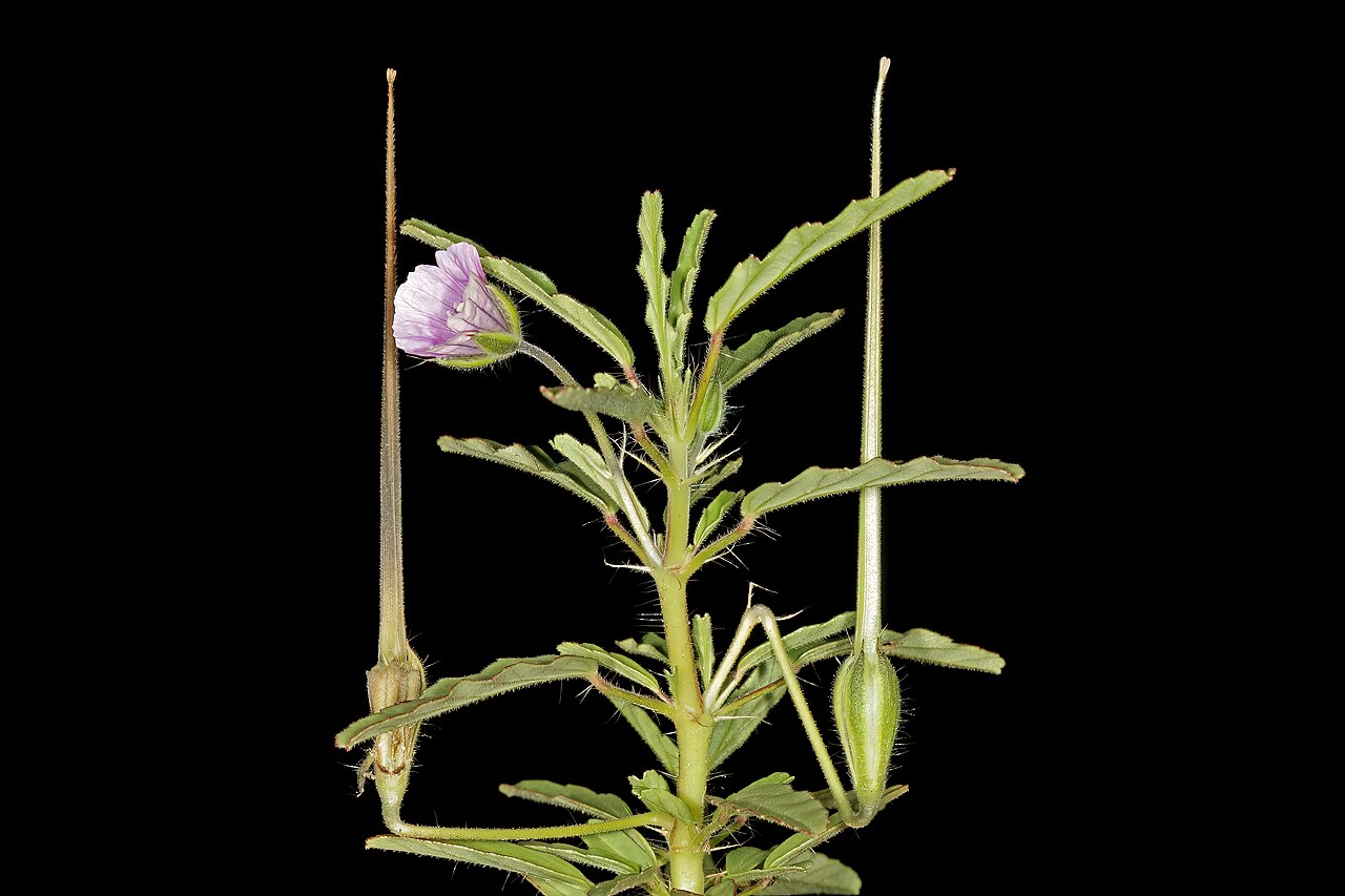 Crane's bill: Monsonia angustofolia , flower and developing fruit; Bobbejaansberg Nature Reserve, Cullinan, Gauteng, South Africa