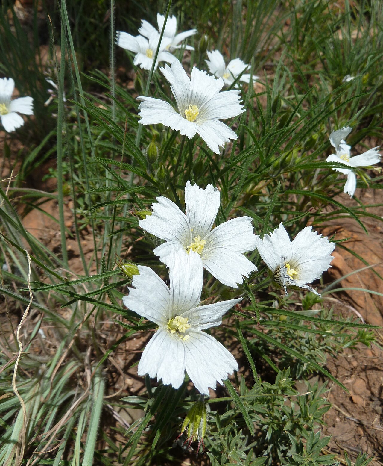 Attenuated monsonia: Monsonia attenuata in Walter Sisulu National Botanical Garden
