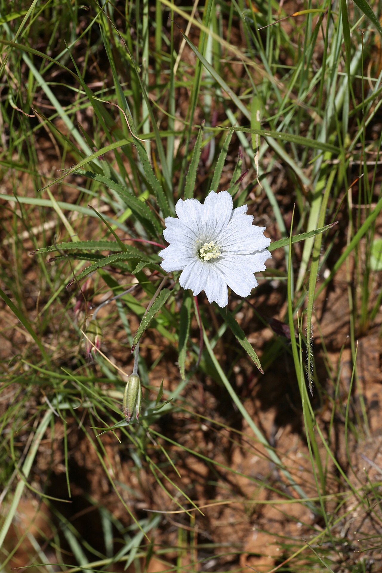 Attenuated monsonia: South Africa, KwaZulu-Natal, Giants Castle Game Reserve.